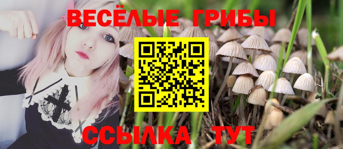 Галлюциногенные грибы Psilocybine cubensis Железногорск